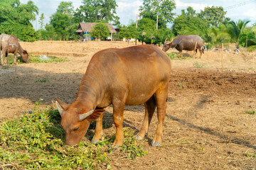 A group of buffalo  and crow that are eating grasses in the green farm at country side and eating some food