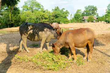 A group of buffalo  and crow that are eating grasses in the green farm at country side and eating some food