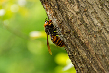 オオスズメバチ！
樹皮を噛み切り樹液を採取している。