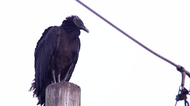 Black vulture perching on electric poles