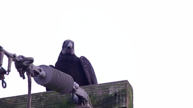 Black vulture perching on electric poles
