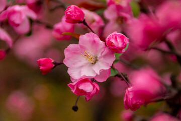 Obraz premium 春に咲く花！ハナカイドウ（花海棠） リンゴの仲間（バラ科リンゴ属）です。 