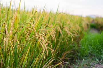Rice field, close up yellow rice seed ripe and green leaves and cloudy on nature background