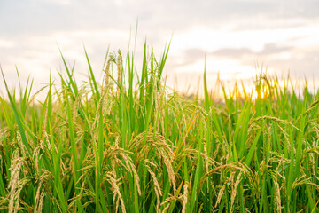 Rice field, close up yellow rice seed ripe and green leaves and cloudy on nature background