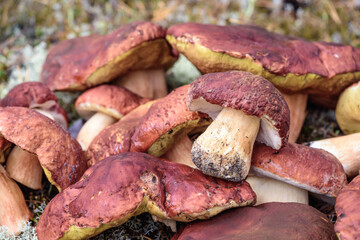 Large boletus with red hat and thick leg cut by mushroom picker on white moss in pine forest.
