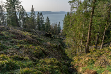 The forest and the sea
