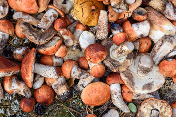 Bunch of cut mushrooms of boletus and boletus with red hat lies on the ground on summer day in the forest.