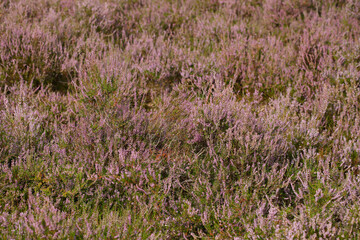 Fototapeta premium Blühende Heide (Calluna vulgaris) , hintergrund, Lüneburger Heide, Deutschland, Europa