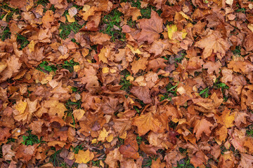 Fallen dry maple leaves close up on the ground