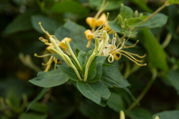 Etruscan honeysuckle bush with flowers