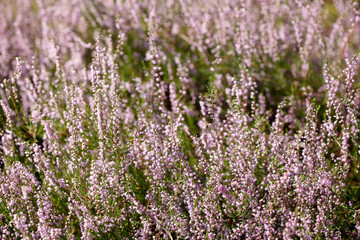 Blühende Heide (Calluna vulgaris) , hintergrund, Lüneburger Heide, Deutschland, Europa