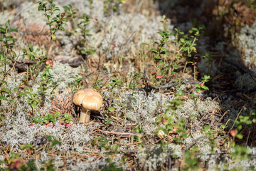 Poisonous toadstool mushroom growing in the forest.