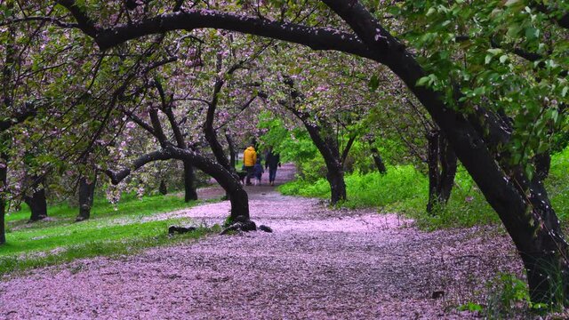 Myriad of fallen Cherry petals cover the footpath under the rows of Cherry trees in the rainy morning at Central Park New York City NY USA on May 05 2019. People walk on the myriad of fallen Cherry pe
