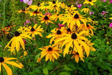 Yellow wildflowers in the meadow