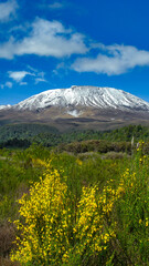 A Landscape view of a snow-capped Mount Ruapehu, part of the Tongariro Crossing in New Zealand.