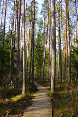 A beautiful trail for walking in the forest. Fresh clean air.