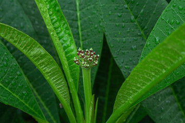 The top of the plumeria white with pink edges.