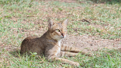 cat in the grass