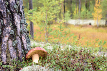 Fresh boletus with red hat and thick leg grows near tree on white moss in pine forest.