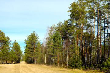 Forest dirt road on a sunny day.