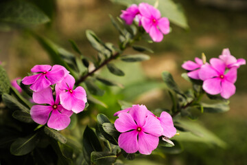 pink flowers in the garden