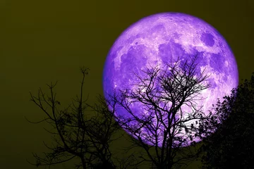 Foto op Plexiglas Volle maan en bomen Super graan paarse maan silhouet droge boom op nachtelijke hemel