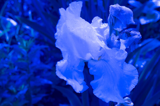 close-up: isolated iris flower with color temperature of 2000K