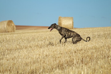 Spanish greyhound in mechanical hare race in the countryside