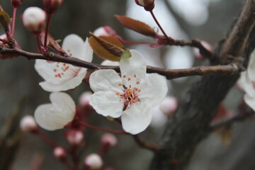 Beautiful flowers of white almond tree is the first tree that blooms