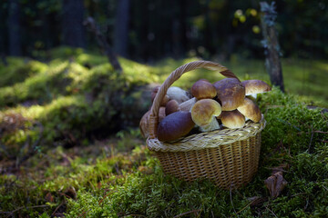 Mashrooms Boletus in wicker basket in forest. Organic food mashrooms.