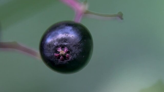Ripe fruits of Black Elder in natural environment (Sambucus nigra) - (4K)