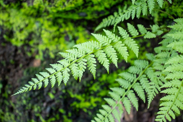 Green plants in a Rainy Day