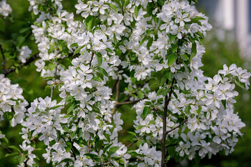 Beautiful apple tree flowering in city park