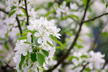 Beautiful apple tree flowering in city park