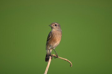 Pied Bush Chat on perch in morning