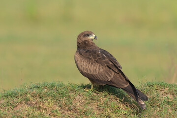 Fototapeta premium Black kite