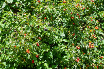 a garden hedge with dogwood and dog rose