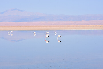 Flamingos at Los Flamencos National Reserve, chile