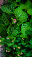 selective focus on flower bud in winter morning