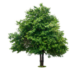 Fototapeta premium Trees isolated on white background, tropical trees isolated used for design, advertising and architecture.