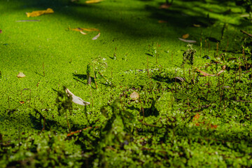 Mysterious morning time in close up swamp area