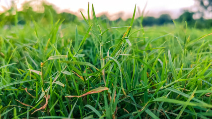 low angle view of beautiful green grass