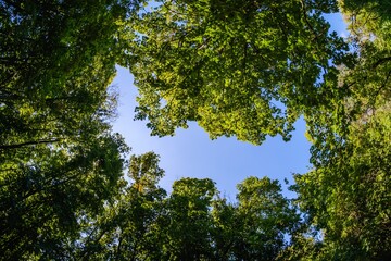 Beautiful blue sky top foliage,  background.