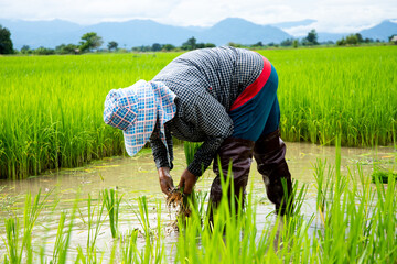 Naklejka na ściany i meble Farmers in Thailand are growing rice.