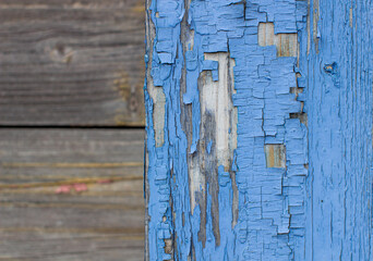 Blue old paint on the Board. Wooden background made of old boards.