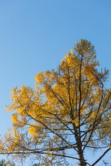 Larch tree in yellow autumn colors