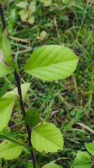 selective focus on green leaves of a tree
