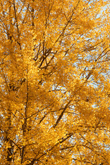 Yellow aspen tree foliage in golden sunlight