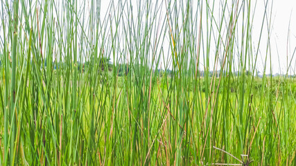 view of long green grass along with sky