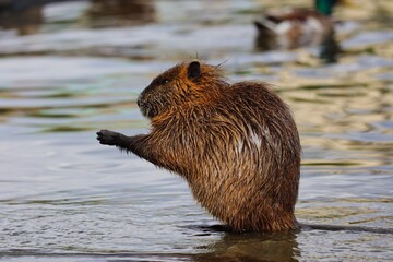 Coypu Sits on Riverside of Vltava River and Scratches itself. Portrait of Wet Nutria in Prague, Czech Republic.